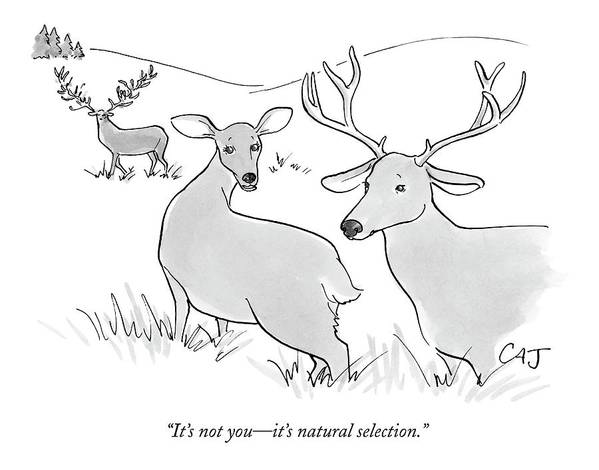 NaturalSelection (by Carolita Johnson)